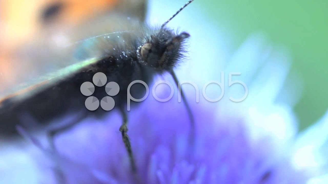 Extreme close up from a butterfly eating nectar. Stock Footage