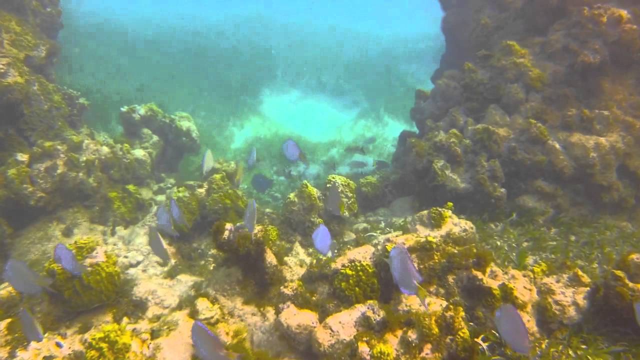 Snorkelling Antigua 2014 YouTube