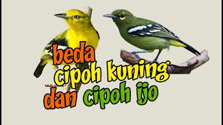 Download Lagu WE RELEASE CIPOH BIRDS TO BREED IN THIS PLACE, BREED CIPOW IN A COLONY CAGE