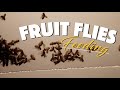 Ants React To Fruit Flies | All Colonies Feeding