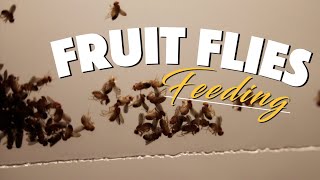 Ants React To Fruit Flies | All Colonies Feeding