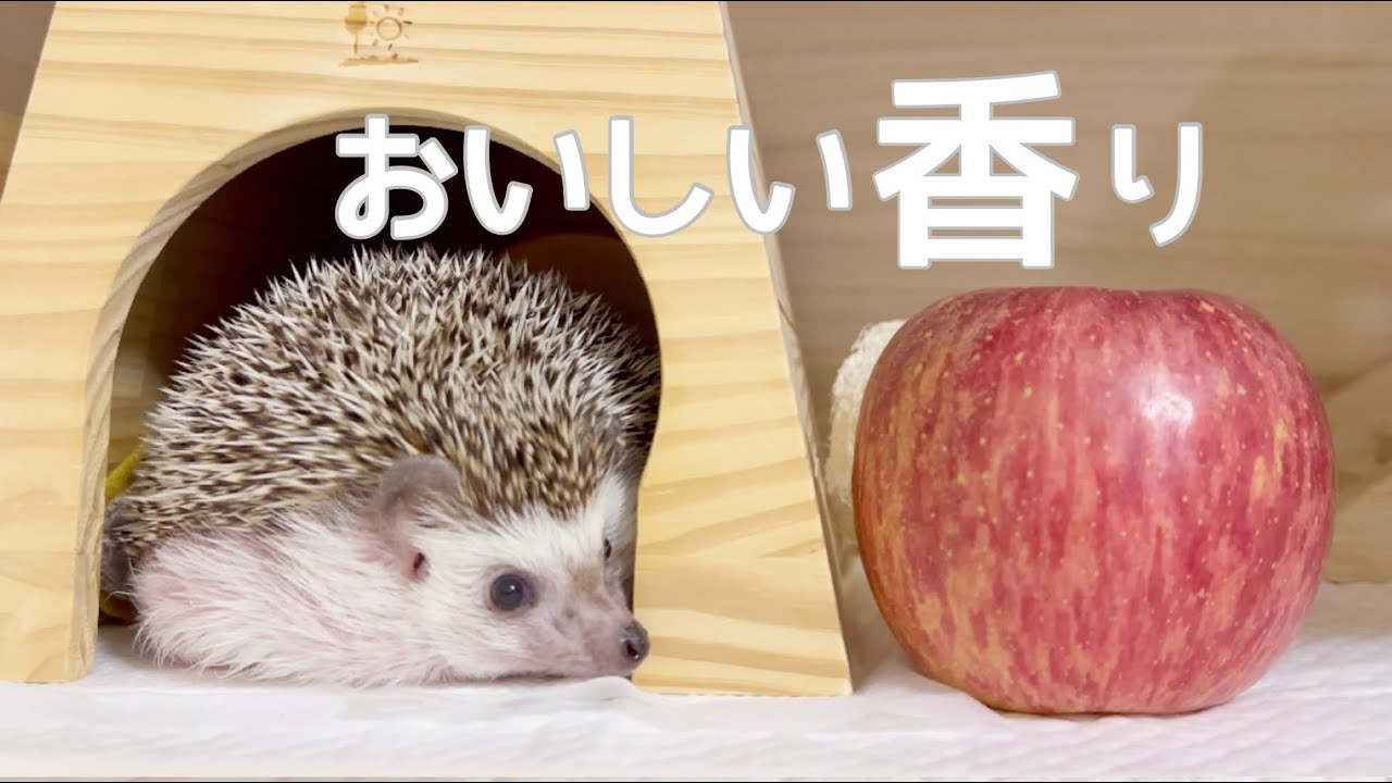 リンゴを頬張るハリネズミASMR? Hedgehog eating an apple (asmr 