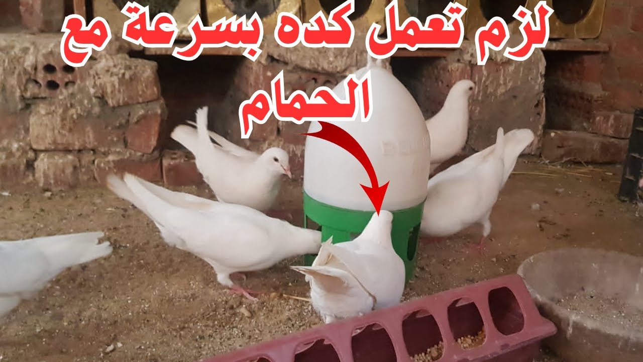 جدول مهمه جدا لكل مربي طيور الحمام للوقاية من جميع الامراض عند الحمام👌