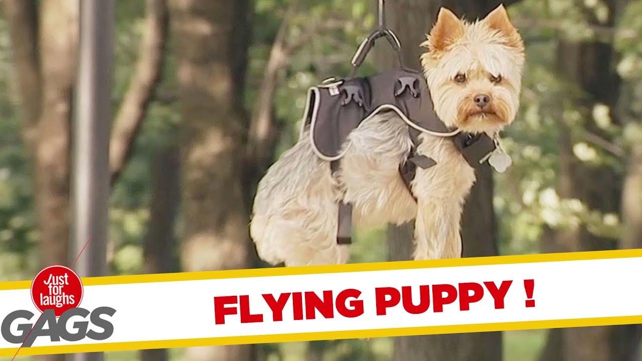 pranks to do on your mom Cute Puppy Almost Turns into Piñata !