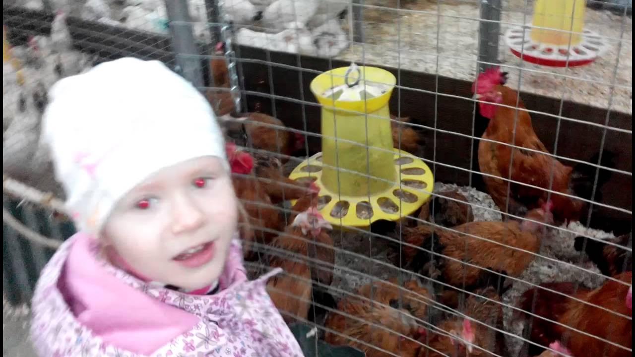 Птичий рынок сорока московская область пушкино фото