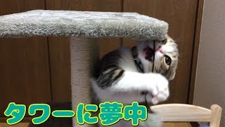 キャットタワーで黙々と遊ぶ飼い主と子猫【スコティッシュフォールド】【Scottish Fold