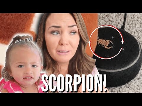 THERE’S a SCORPION in our HOUSE!! // IS OUR NEW HOUSE INFESTED??