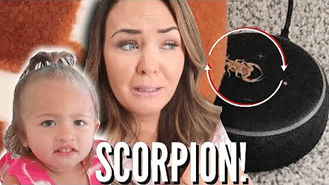 THERE’S a SCORPION in our HOUSE!! // IS OUR NEW HOUSE INFESTED??