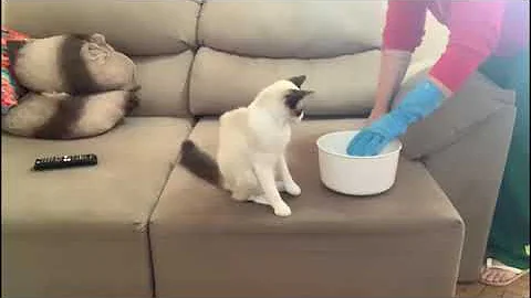 Como tirar gato de dentro do sofá?