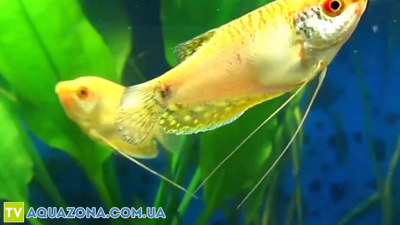 рыбка гурами фото онлайн