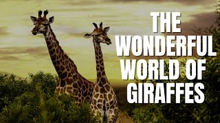 Everything you need to know about giraffes | Be enchanted