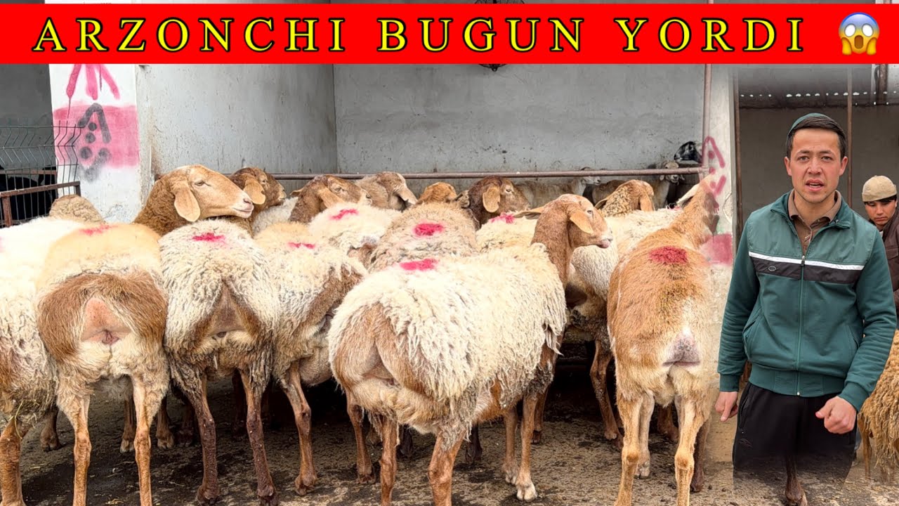 ARZONCHI BOLAGA YANA ZORLARI VA ARZONLARIDAN KELDI 😱