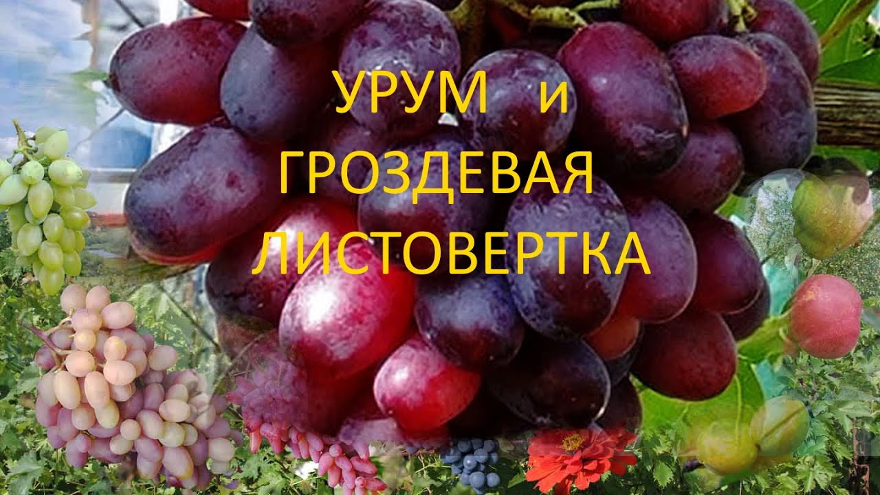 Виноград Урум описание и характеристики сорта особенности ухода и выращивания фото отзывы