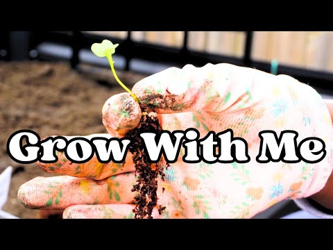 Planting My First Seedlings of the Season 🍃 NW Ohio Zone 6b