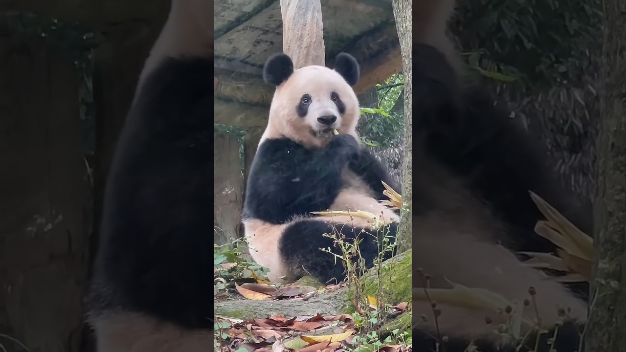 香香的日本粉丝前些天组团来看它,能得到这么多日本友人的喜爱,回国后又成为中日友谊的桥梁,它已超越大熊猫的意义!
