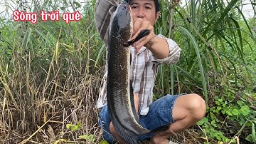 HÀNG KHỦNG - NHẤP VỊT ĐỈNH CAO #fishing #fish @songtroique758