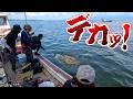 地元の海でヒラメが大量に…