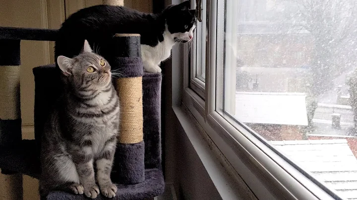 Watch the video about Kitten Mesmerised By Snow