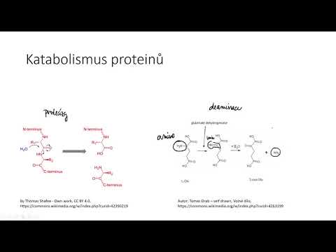 Video: Pro syntézu neesenciálních aminokyselin?