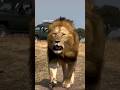 Orkirikoi Running Away From Kazakas Lions In Masai Mara A Wonderful Video By Joseph Nkanae Orkirikoi Running Away From Kazakas Lions In Masai Mara A Wonderful Video By Joseph Nkanae
