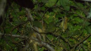 Jupará Potos Flavus - Kinkajou In Northeast Atlantic Forest