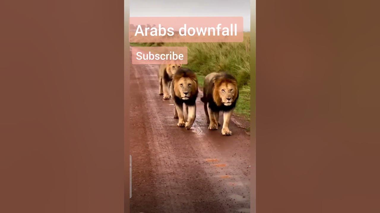 downfall-of-arabs-urdu-drisrarahmed-urduquotes-youtube