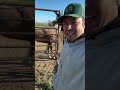 BEAUTIFUL young Stud horse! #status #horse #study #farming #farm #amazing #food #youtube