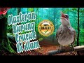 Masteran Burung Trucukan Seperti Di Alam Merangsang Birahi Trucukan Ropel Panjang Mp3 - Mp4 Download