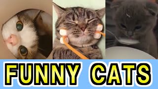 Cute and Funny Cat MEMES - Don't try to stop laughing【No.23】 by Funny Animals 2,547 views 2 years ago 2 minutes, 37 seconds