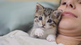 The Most Dangerous Kitten Attacks Again