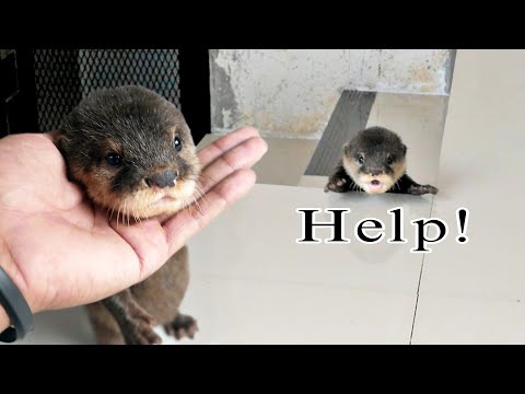 Very Cute! Baby otter Ocil Learning to Walk on Stairs
