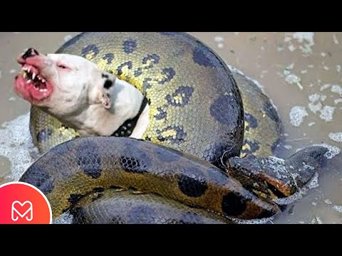 Video: Pit Viper Bite Zastrupitev Pri Psih