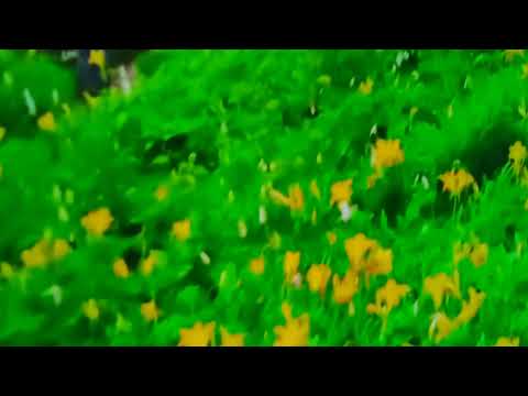 歌遊び。[つくしんぼ]　都はるみ　カバー1992年アルバム曲～