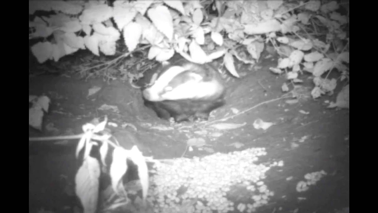 nature kpop Badger exiting its sett