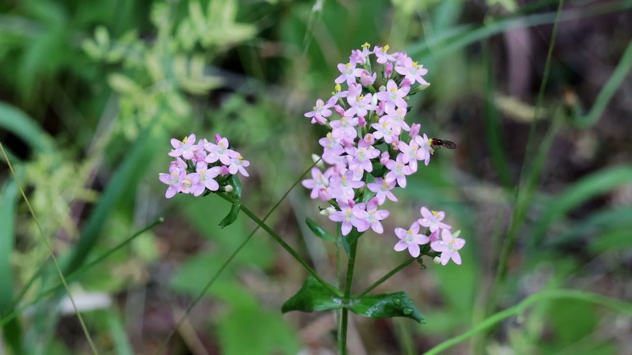 Common Centaury
