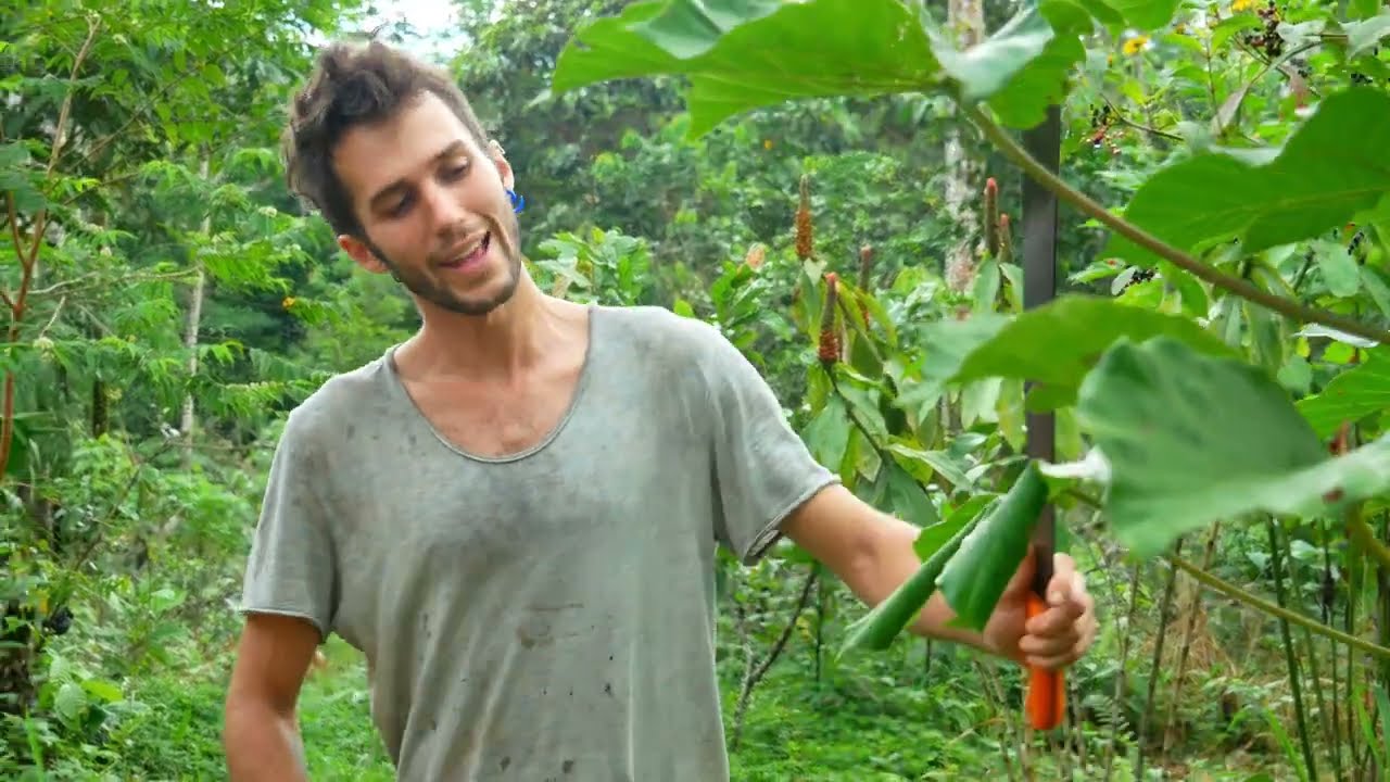 La culture du cacao agroforestier en Equateur
