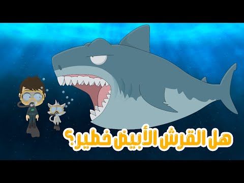 هل القرش الأبيض الكبير خطر عن الانسان معلومات عن القرش للأطفال كيف ماذا ولماذا الحلقة 3