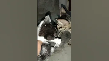 Meet My Enuwie 