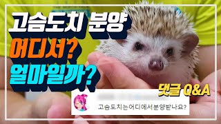 고슴도치 분양은 어디서 해야하고 분양비는 얼마일까? 고슴도치 댓글 Q&A (고슴도치 키우기) || 슴슴이