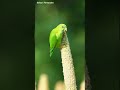 Vernal hanging parrot #vernalhangingparrot