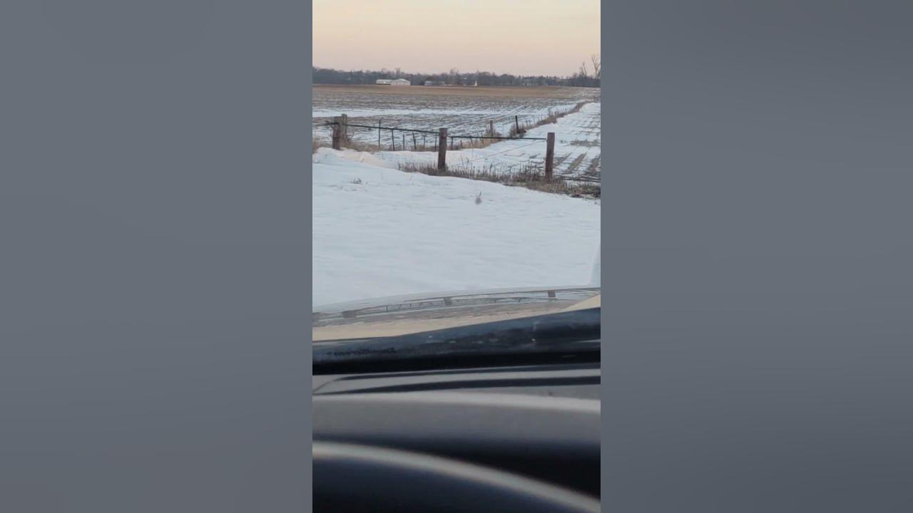 Trapping COYOTES In Iowa Coyote Number 2 YouTube trapping-coyotes-in-iowa-coyote-number-2-youtube