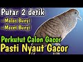 Perkutut Lokal Gacor 100% DOR, suara burung perkutut ajak Kutut Lokal Gacor Ramai Nyaut Gacor