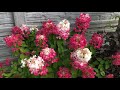 Гортензия метельчатая (сорта,уход) цветение хризантем . Мой осенний сад🍁сентябрь