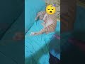 Nina bobo...ooo..Nina bobo🤭😴#catlover#cat #imut #anabul @IdaHasdar