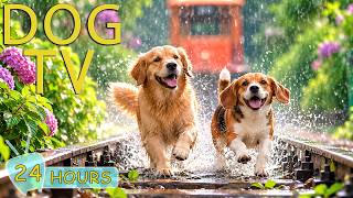 DOG TV: Videos for Dogs to Prevent Boredom When Home Alone All Day - Collection Relax Music for Dogs screenshot 5