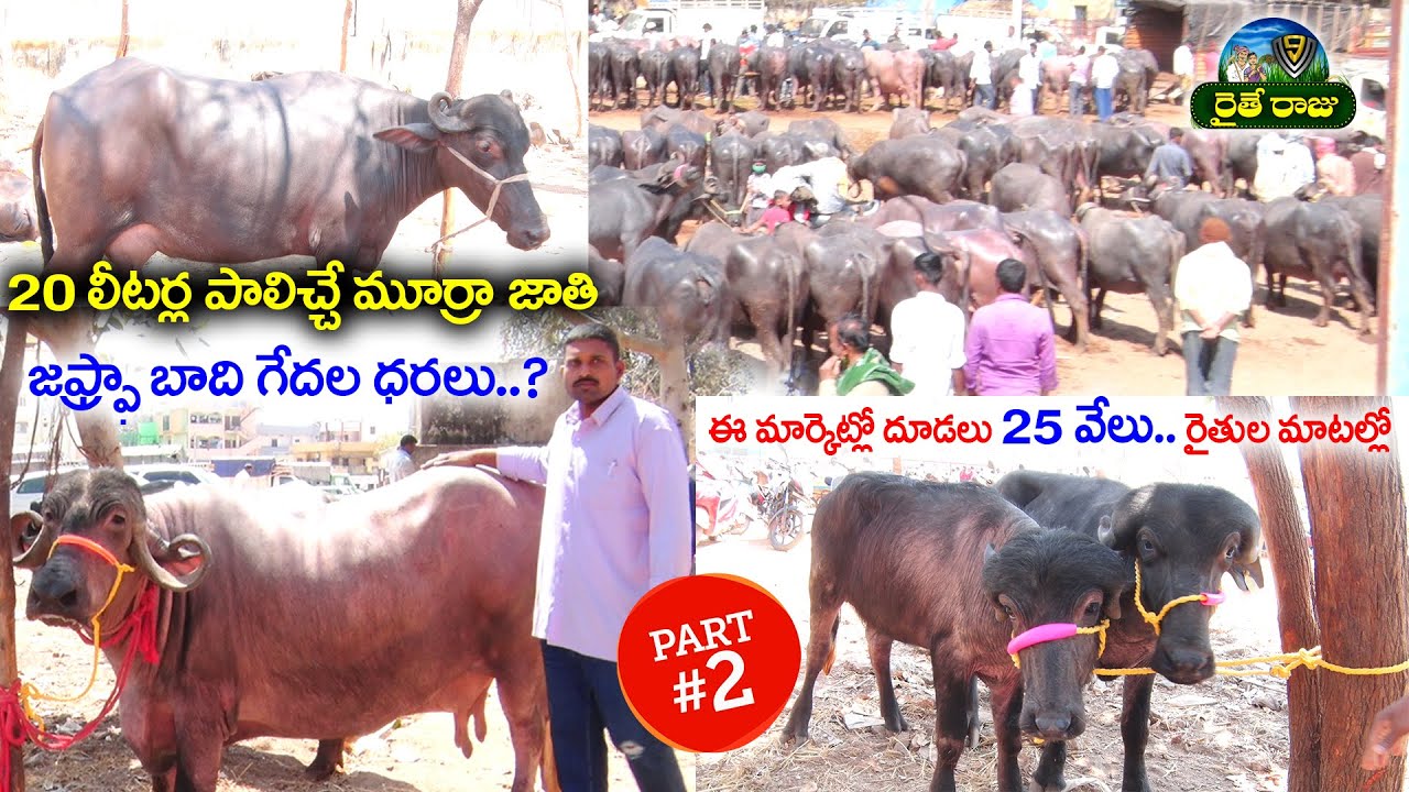 పశువుల మార్కెట్ Erragadda Buffalo Market | High Milk, Murrah Calfs Buffalo's For Sale | V9RaitheRaju