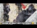 Ringo can’t resist the temptation of milk 😂🍼林戈完全無法抗拒奶的誘惑#gorilla