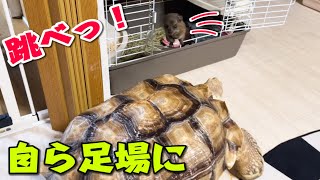 毎回自ら体を張る優しい動物がここにいた!!