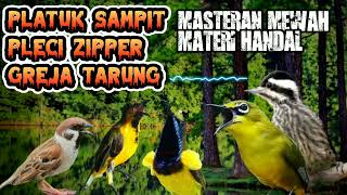 Platuk sampit pleci Zipper greja tarung MASTERAN HANDAL BURUNG LOMBA #youtube #fyp @RawChanel135