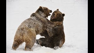 Животный Мир Медвежья Жизнь  Костромы Медвежата Сироты Опыт Медведицы